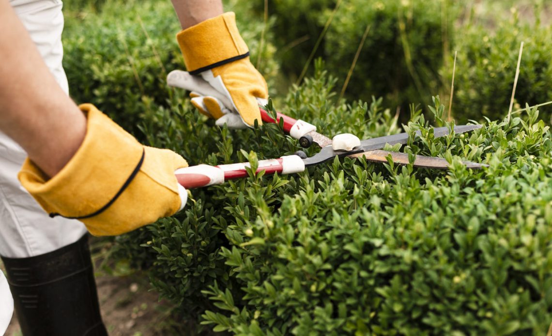 Ornamental Shrubs Lovyard