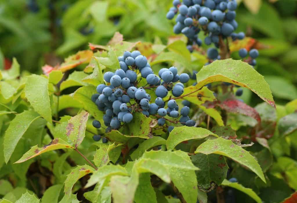 Mahonia