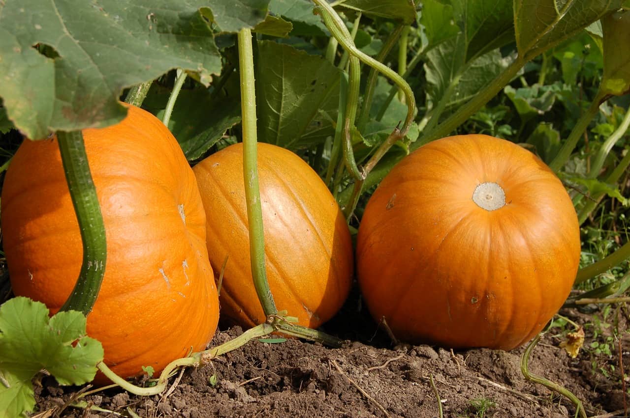 Pumpkin Season. Decorations and tasty recipes