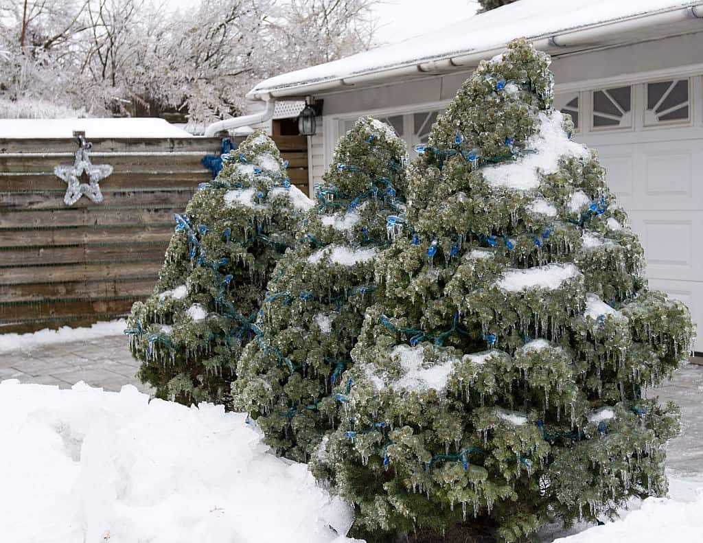 What to do with your Christmas tree after Christmas, where to throw it away or when to plant a tree?