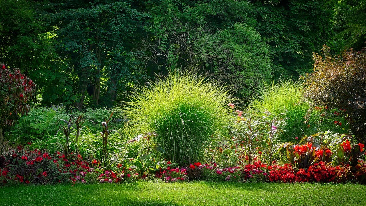 Decorative grasses for the garden – which ones to choose?