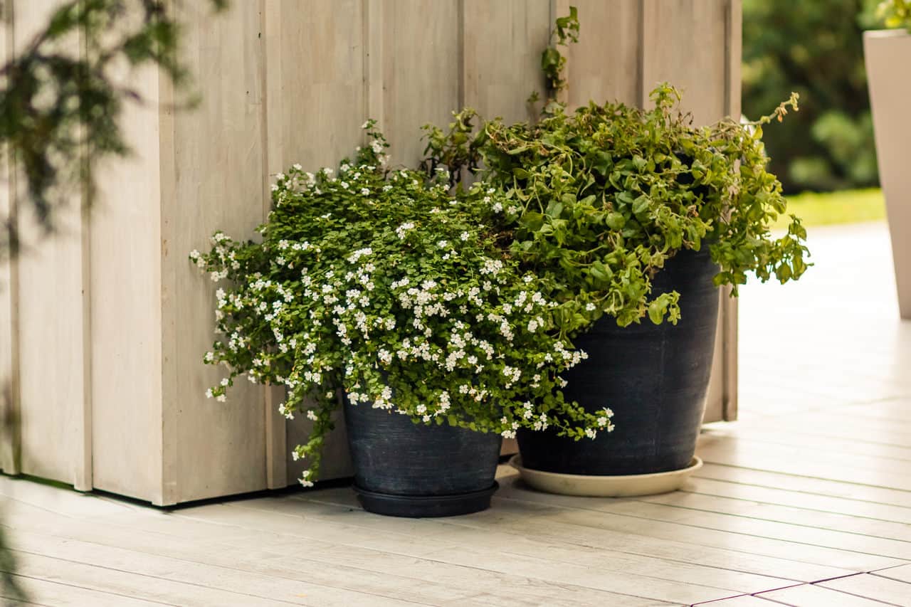 An idea for a beautiful terrace. Plants for large pots