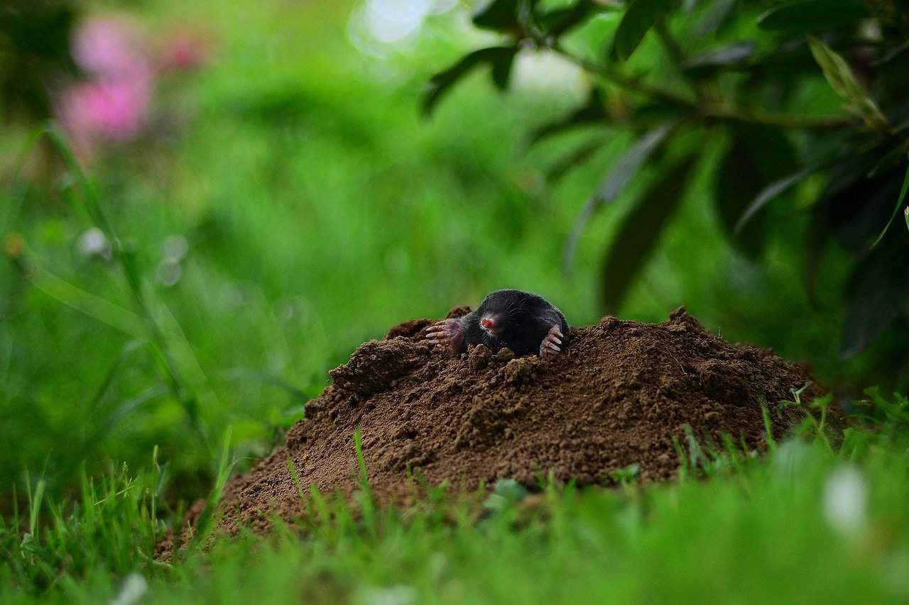 The easiest way to get rid of moles. Mole net