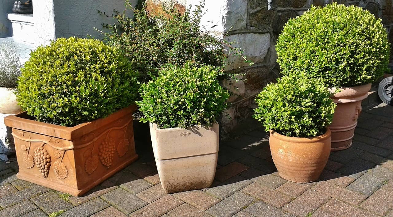 Boxwood growing on the balcony and in the garden