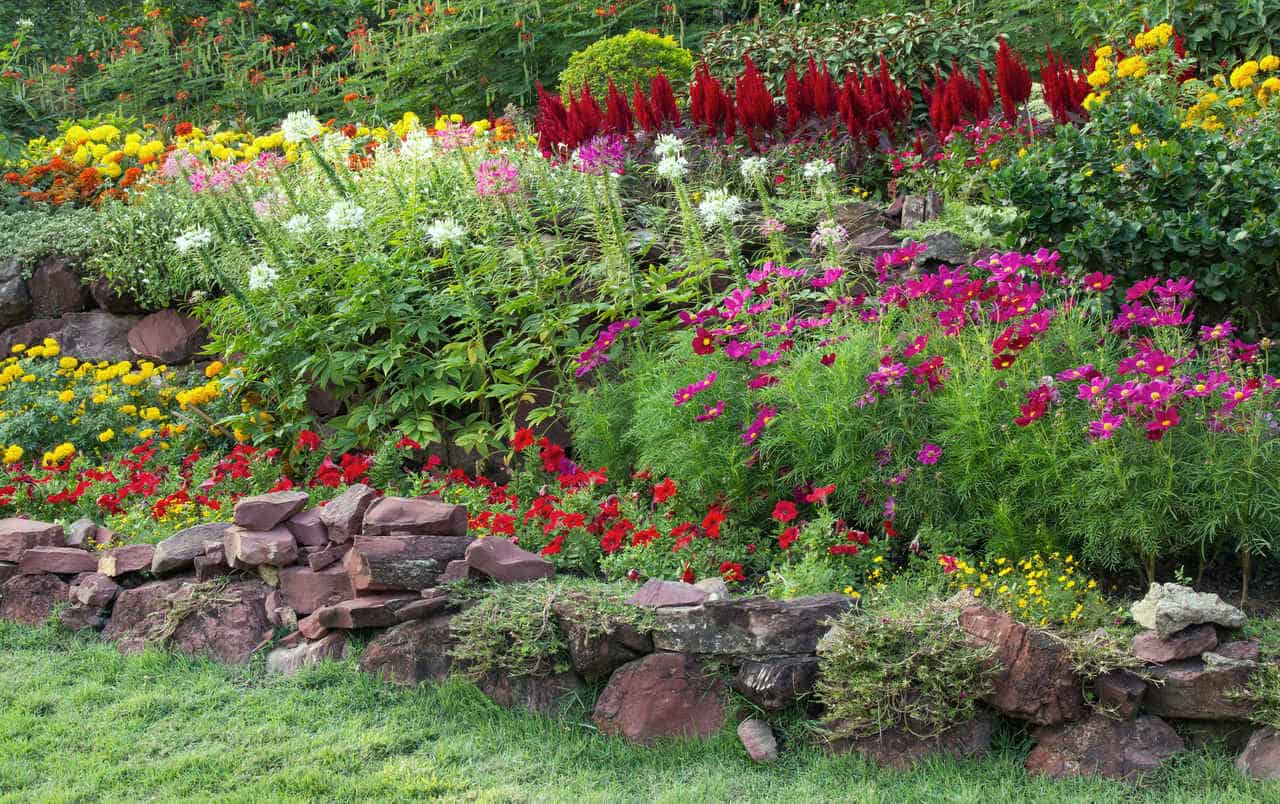 Perennial flowering garden plants – recommended species