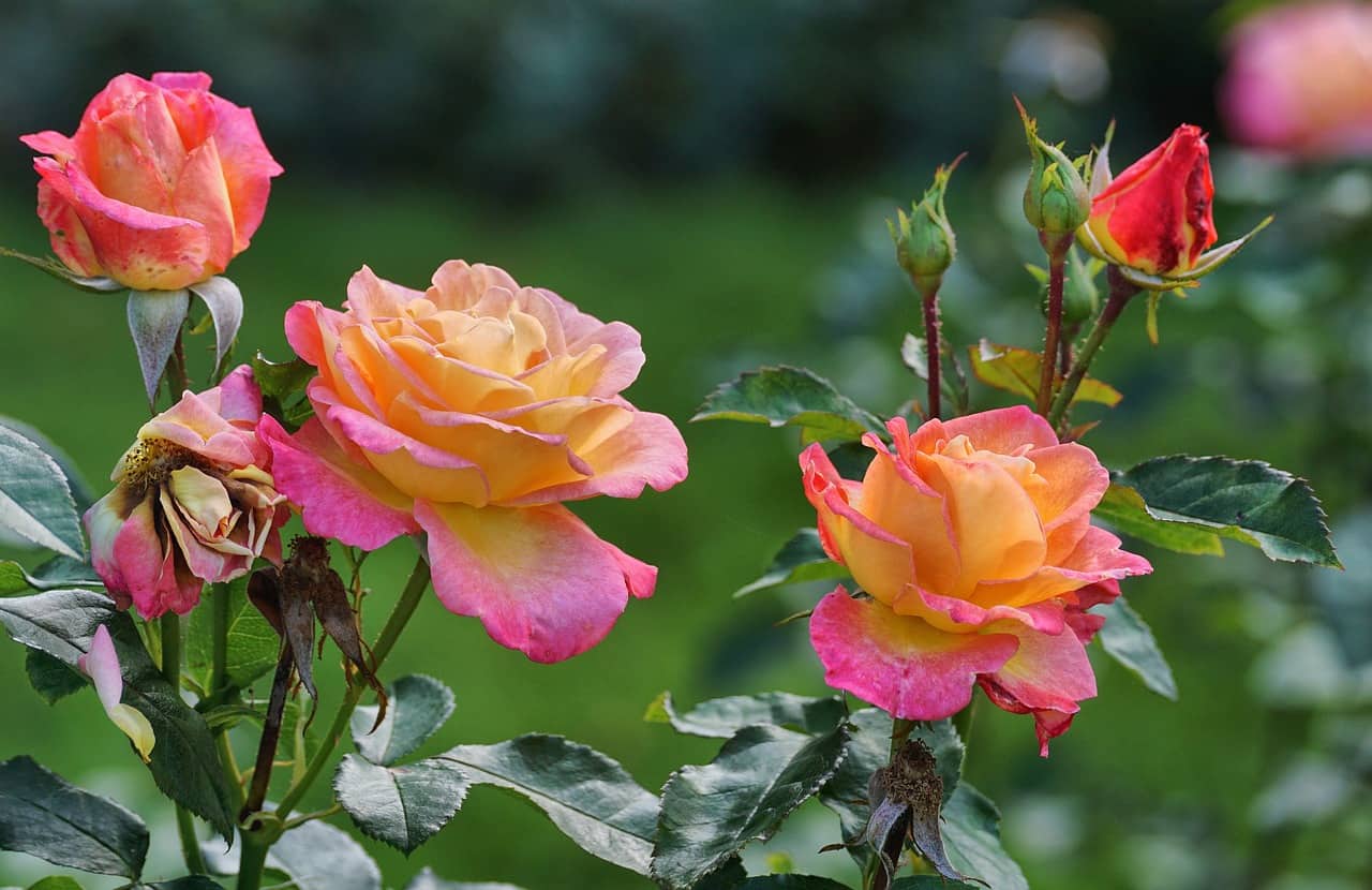 Rose diseases and pests that can attack them
