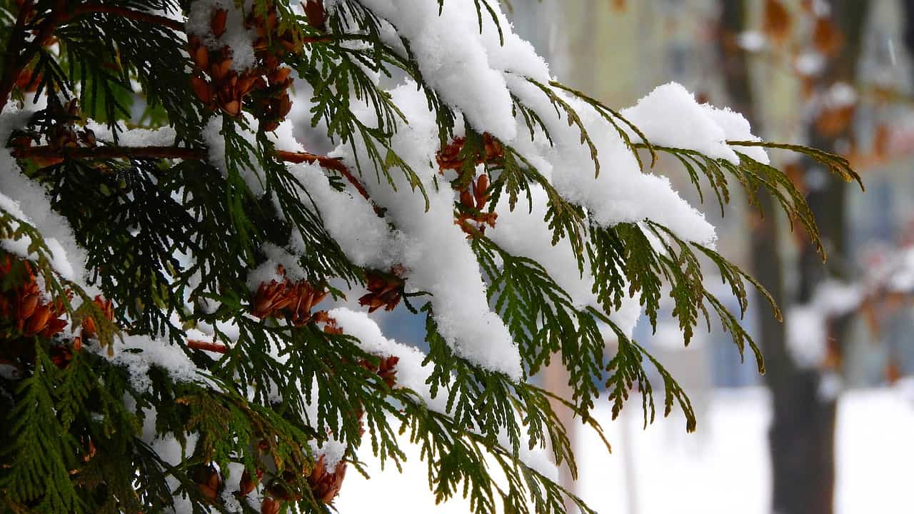 Should evergreens and conifers be watered in winter?
