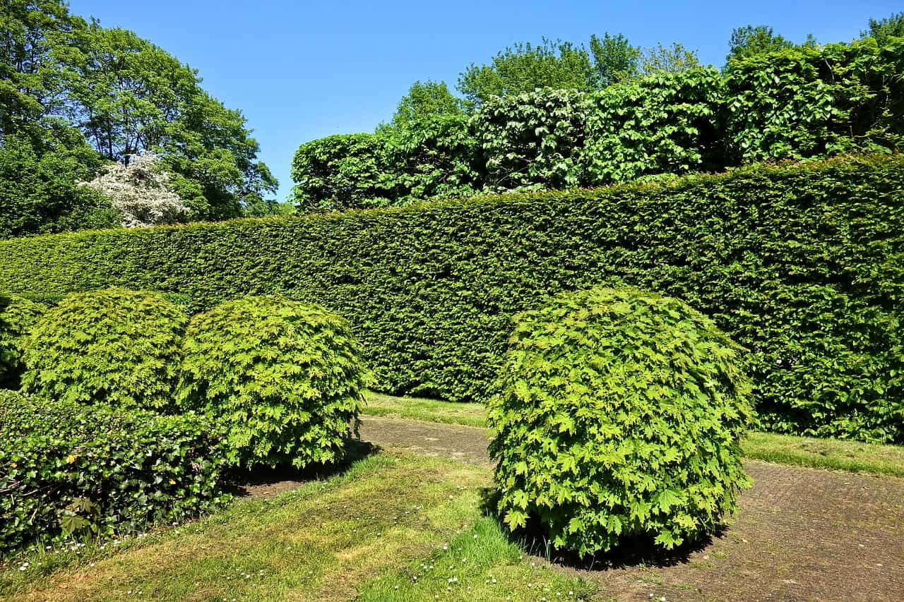 Evergreen hedge. The best shrubs for a green hedge all year round and more