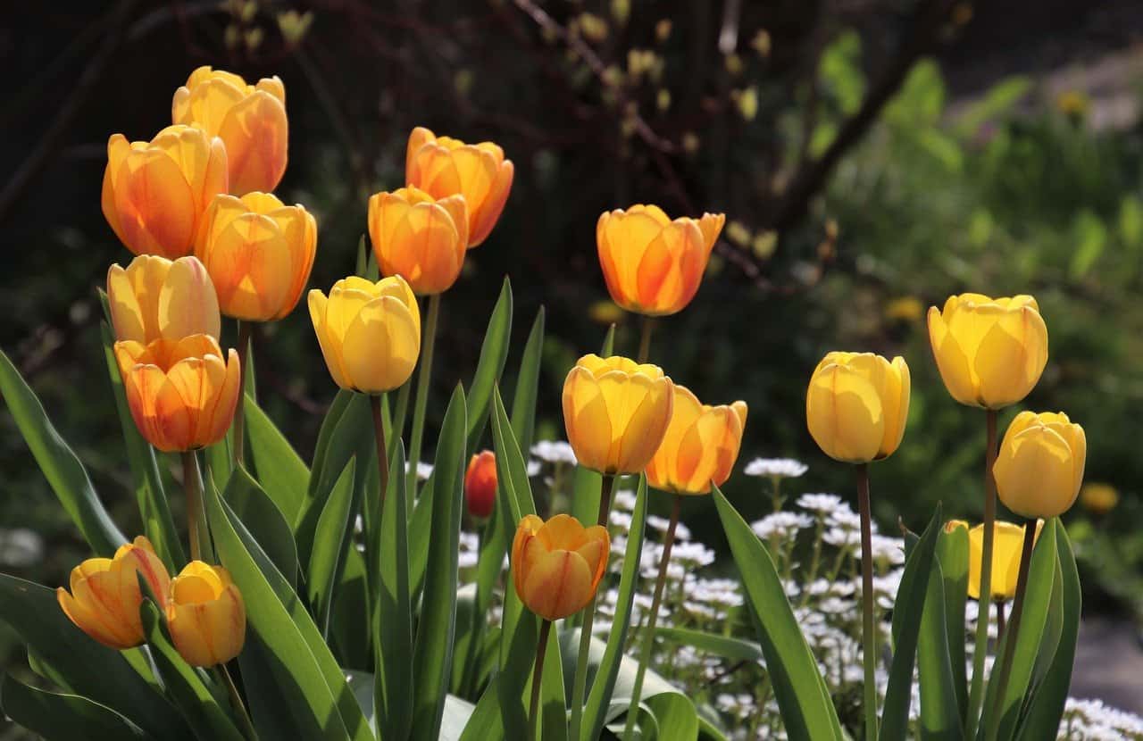 When to plant tulips? Planting techniques and best varieties