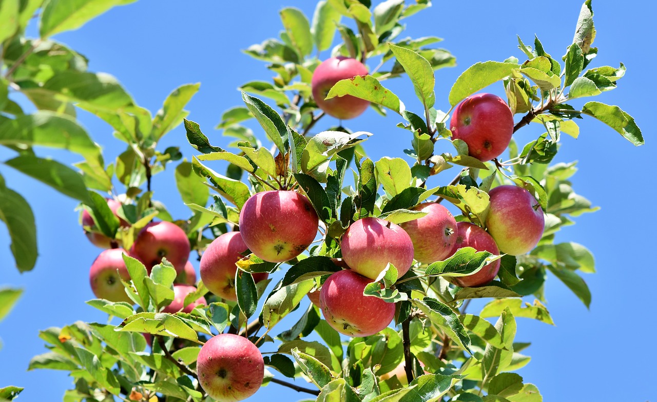When to prune apple trees?