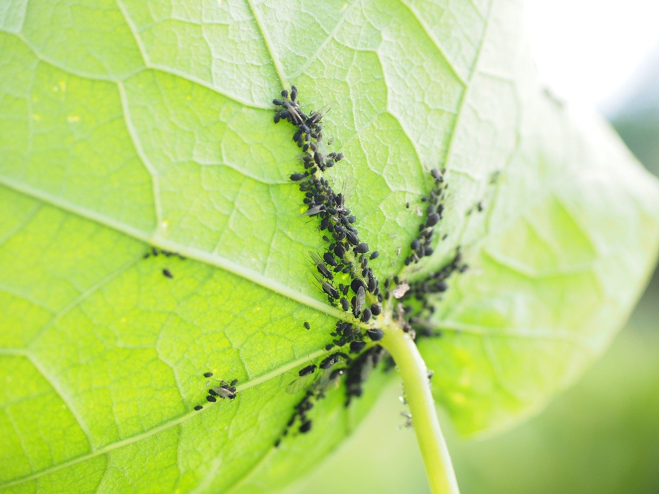 How do you get rid of pests from your garden?