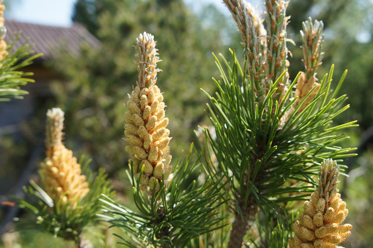Care of conifers in spring