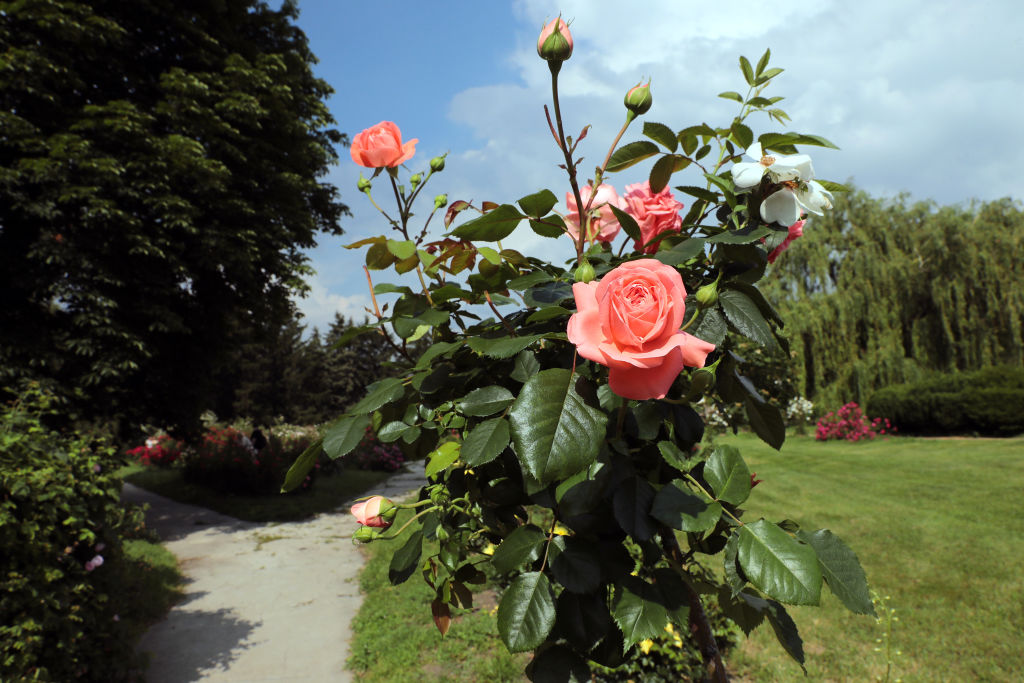 A garden full of roses. Which varieties work well in the garden?