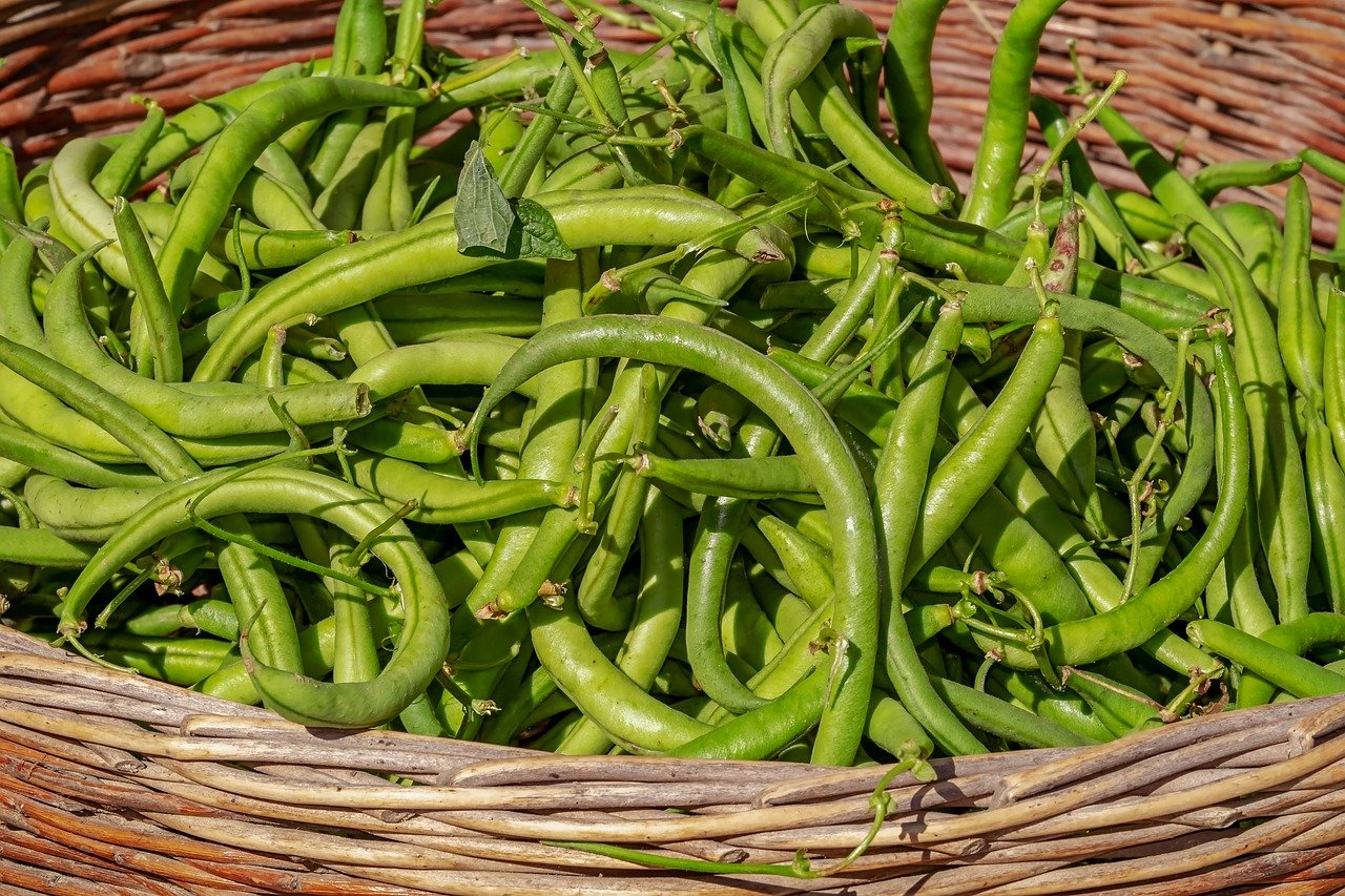 Legumes. Species and cultivation