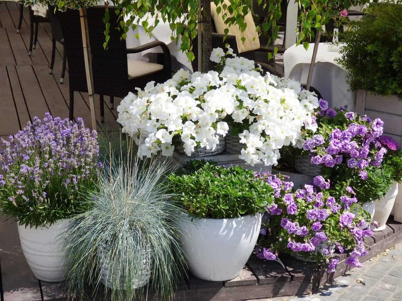 Shady terrace and balcony – which plants are good for such a place?