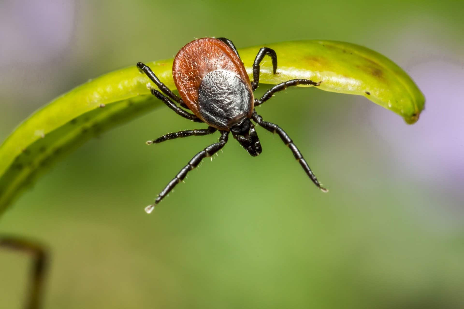 Tick sprays for the garden – what to use?