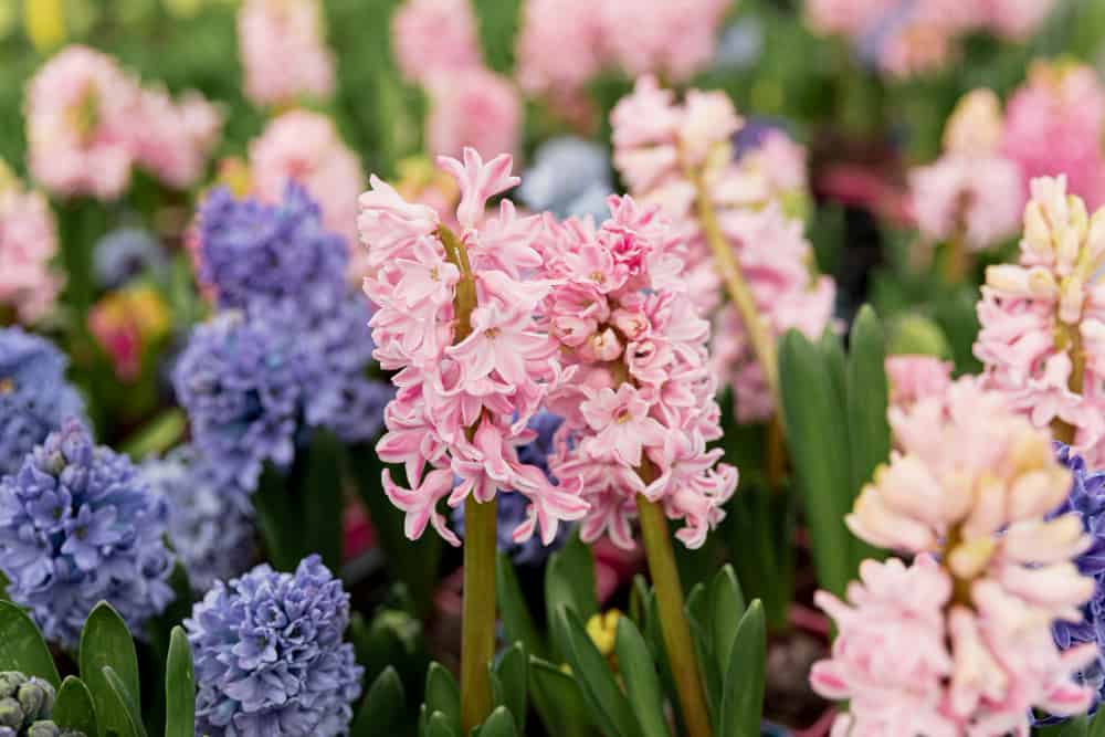 Perennial flowers. Which varieties are worth having in the garden?