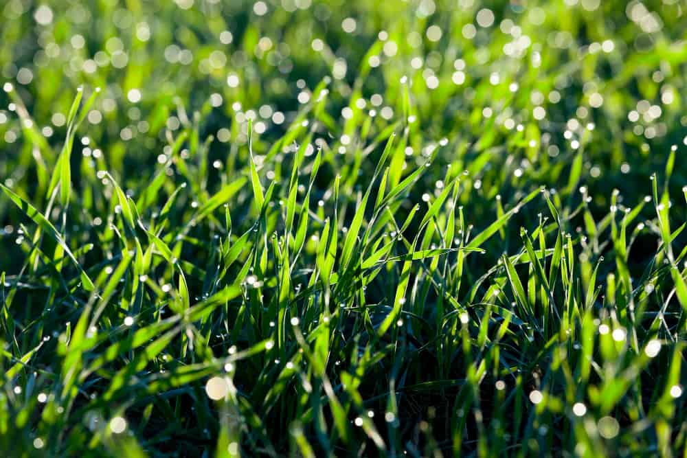 Self-compacting grass. When to sow it?