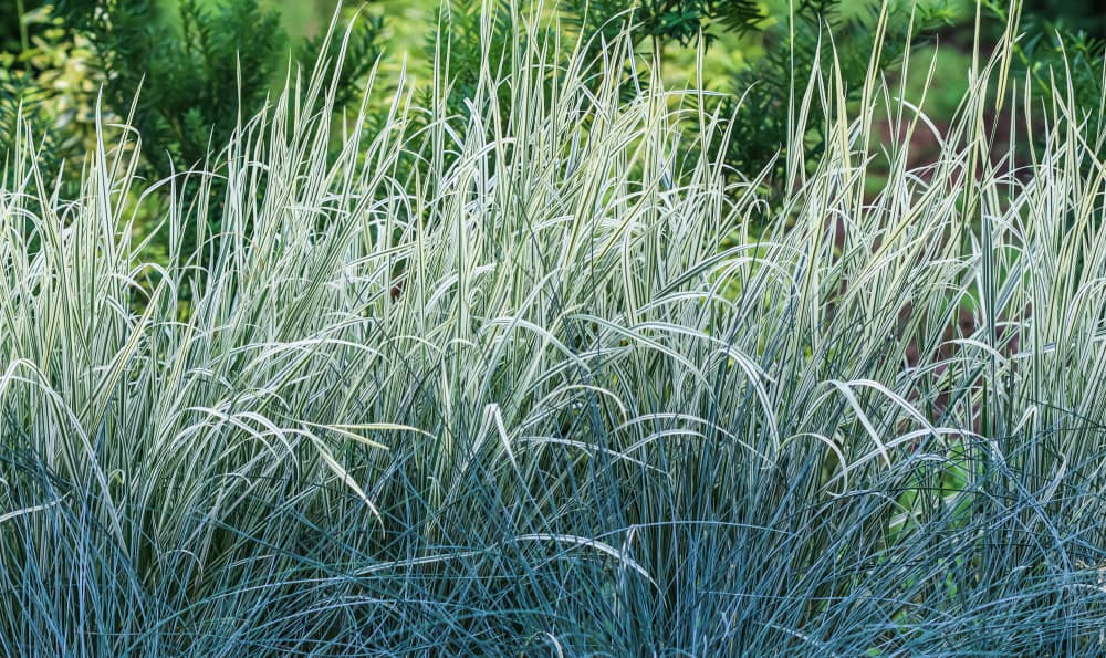 Tall ornamental grass. Cultivation and care