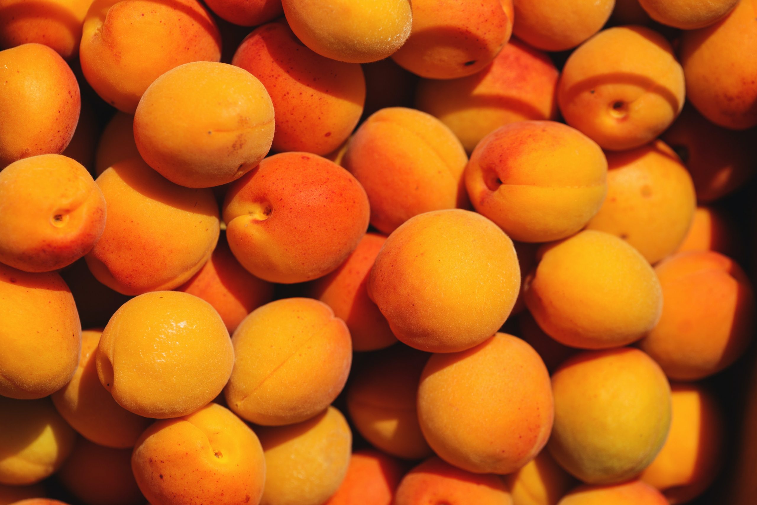 Apricots – what should you know about growing them?