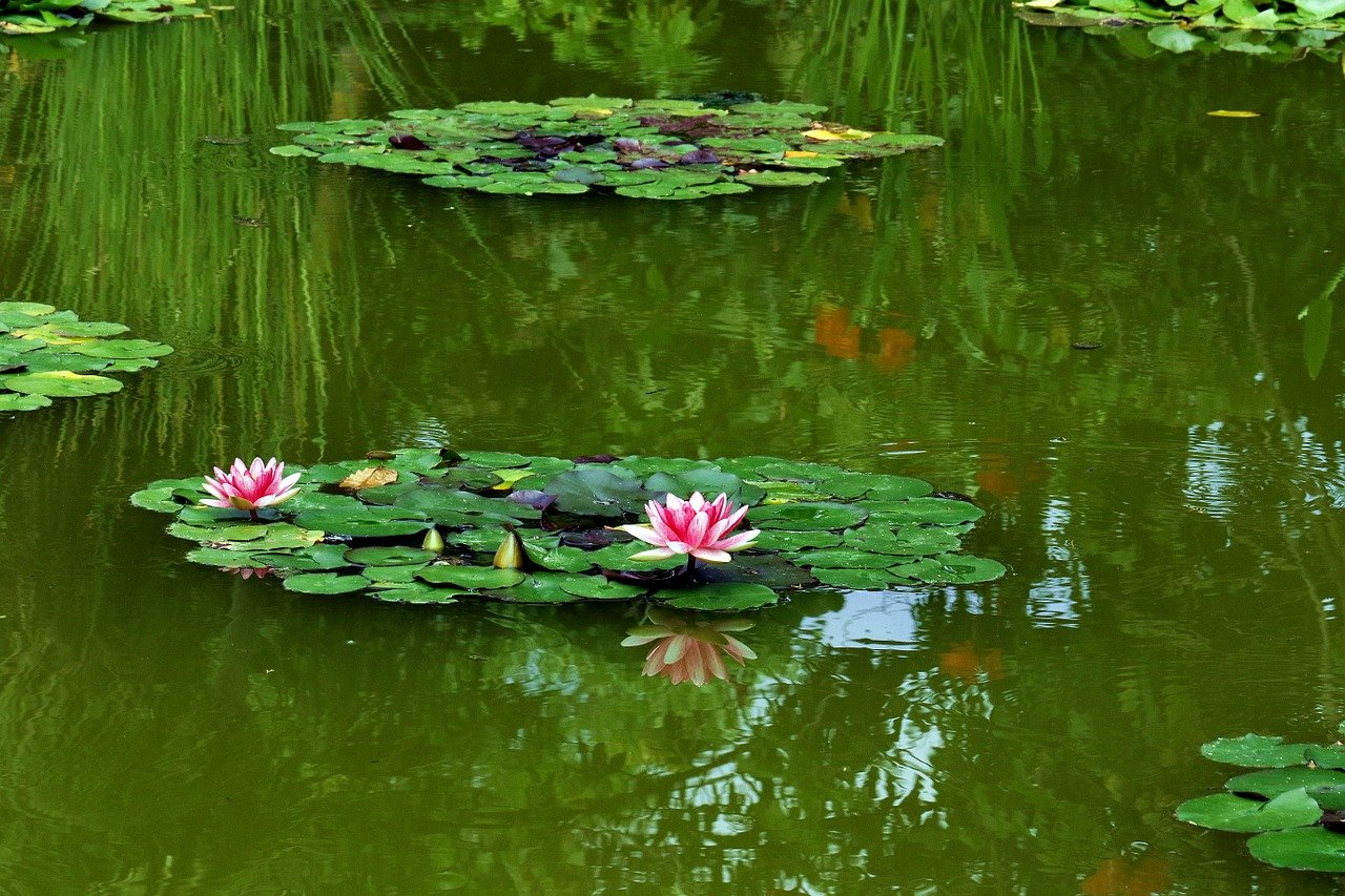 How to take care of a pond in the garden?