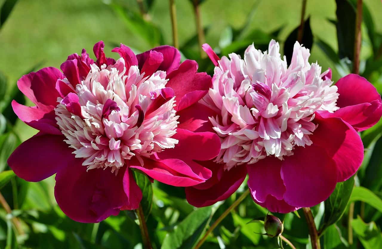 Peonies in the garden – everything you need to know about planting and care