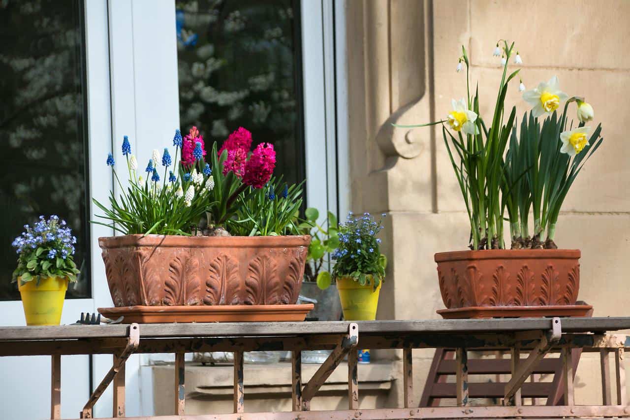 When should you start planting balcony plants?