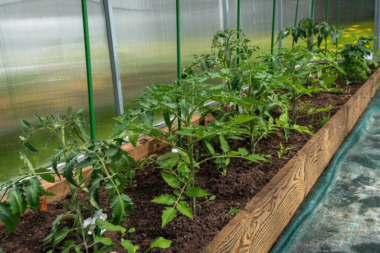 What is the best to plant in a greenhouse? We suggest!