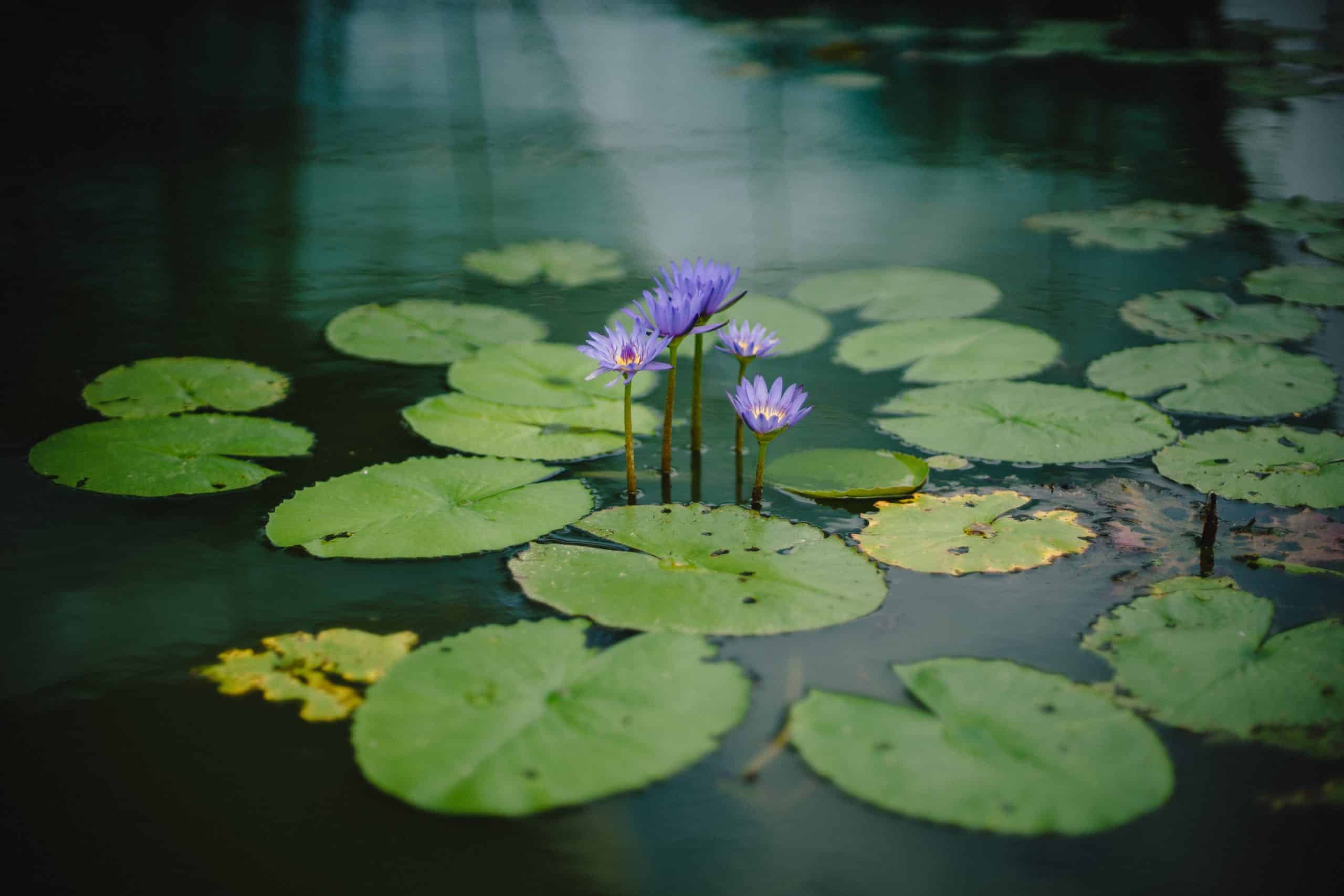 Pond Care: A Beginner’s Guide Using Eco Pond Direct