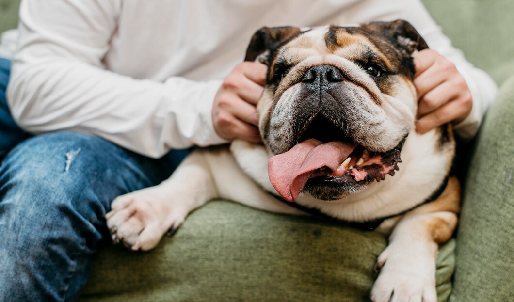 The unique traits and care needs of English and French bulldogs